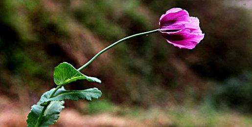 Epic商城新闻泄露《神秘海域：盗贼遗产合集》PC版6月20日发售